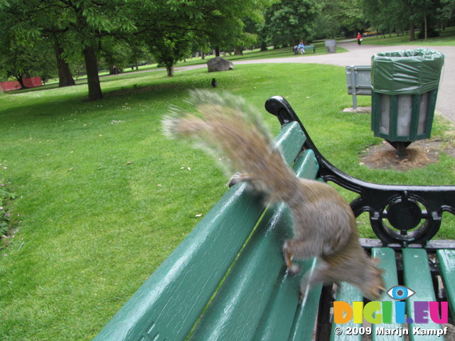 SX06615 Grey Squirrel (Sciurus carolinensis) jumping off park bench